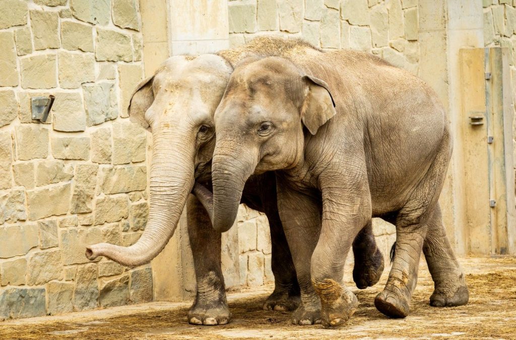 Den pro slony, Zoo Ostrava, Slon, večerní promítání