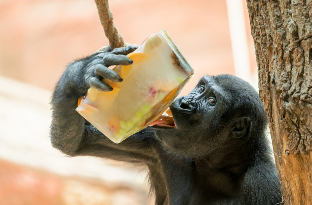 Zoo Praha, led, léto