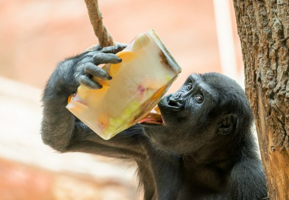 Zoo Praha, led, léto