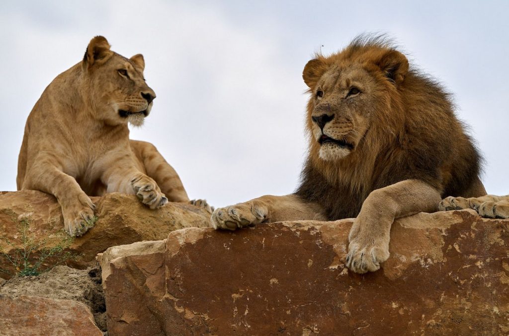 Zoo Zlín, lev, chovné centrum, Zoo Zlín Roman Horský, afrických jarmark