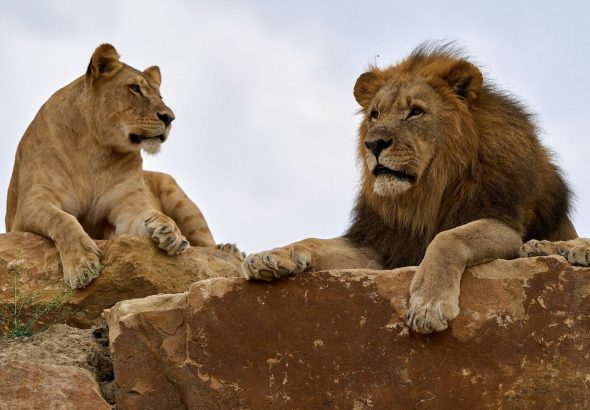 Zoo Zlín, lev, chovné centrum, Zoo Zlín Roman Horský, afrických jarmark