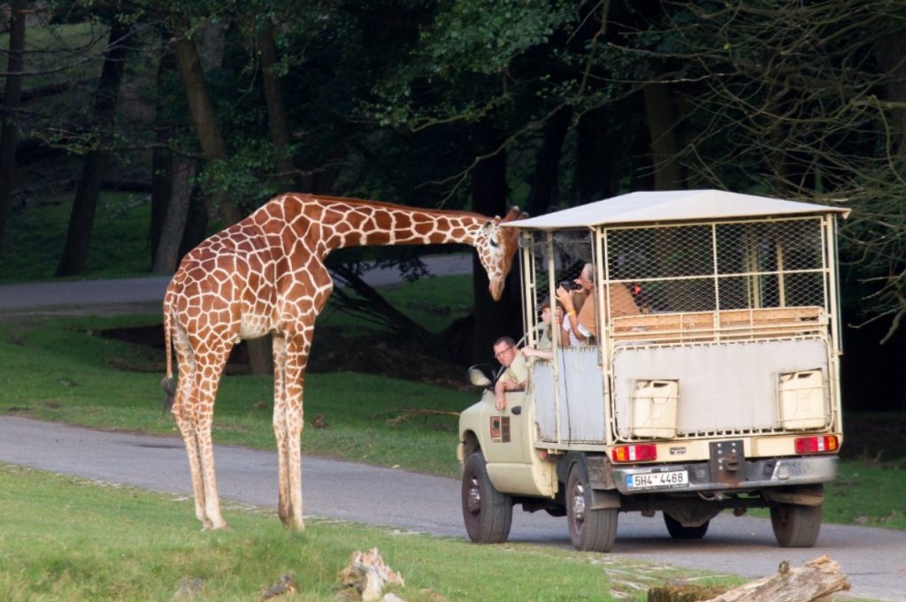 Dvůr Králový nad Labem, historie, dobrodružství,