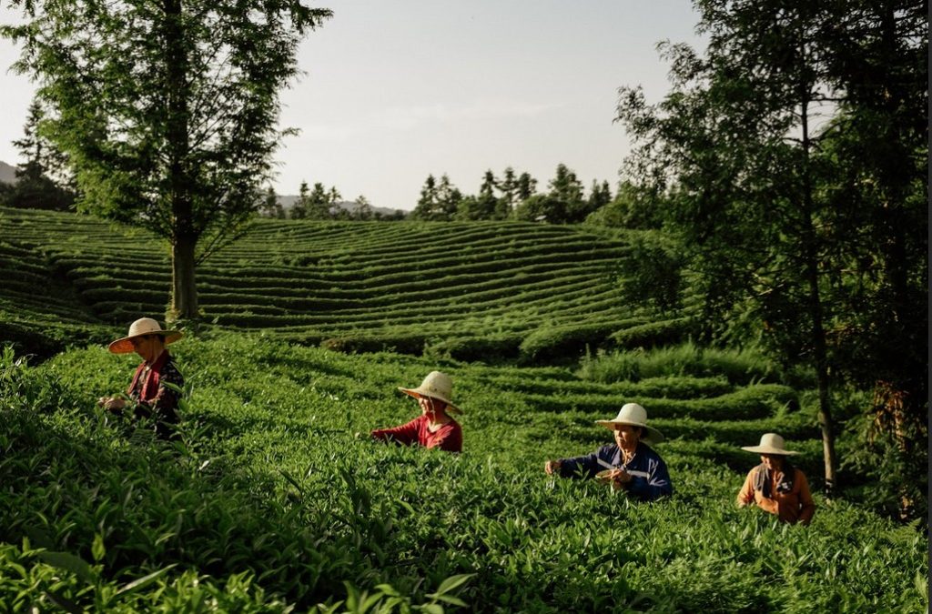 Zelený čaj, Ahmad Tea, Dominic Marriott, Senior Tea Master