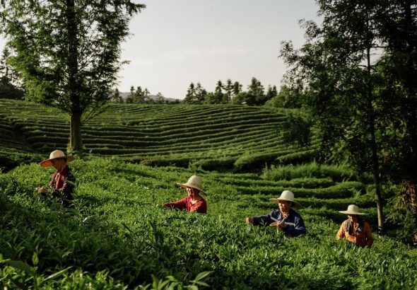 Zelený čaj, Ahmad Tea, Dominic Marriott, Senior Tea Master
