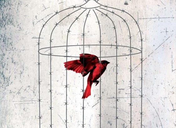 Bez lítosti, kniha, knižní novinka,