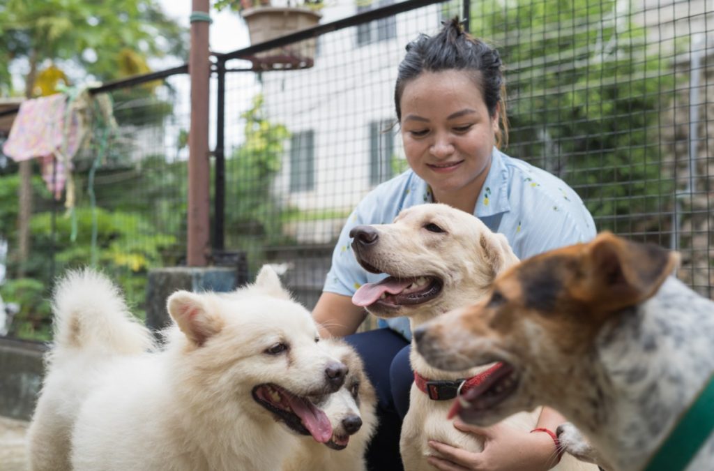První domov pro mladé lidi i jejich mazlíčky, Mezinárodní den mládeže, Mezinárodní den opuštěných zvířat