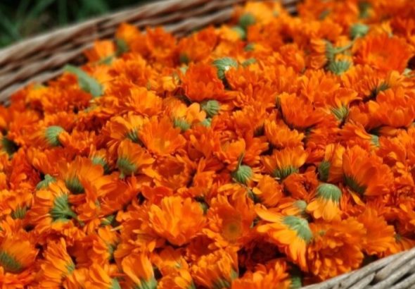 Herba·Roja,  Bylinné čajové směsi s měsíčkem,  Měsíčkový olej, Měsíček lékařský