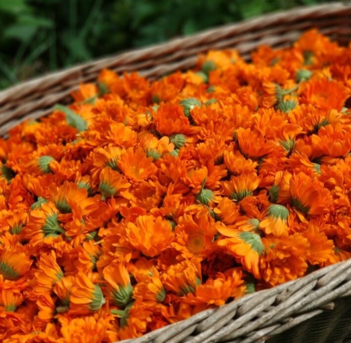 Herba·Roja,  Bylinné čajové směsi s měsíčkem,  Měsíčkový olej, Měsíček lékařský