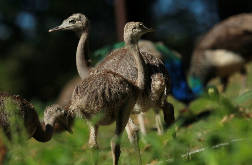 Zoo Ostrava, Velká cena malých zoologů,