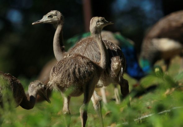 Zoo Ostrava, Velká cena malých zoologů,