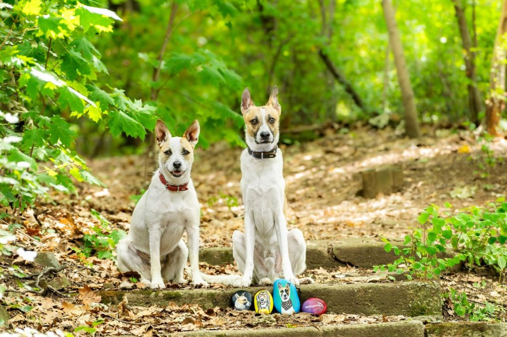 Super zoo, Malujte kamínky , Gumpem, Jenny, psy, kočky, Malujte a pomáhejte, Plyšový útulek, Pet Heroes, Útulek pro psy Horní Hraničná, Psí útulek Karviná, Městský útulek Vsetín