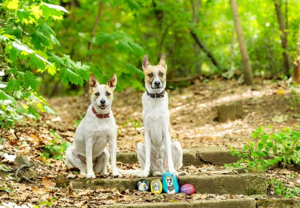 Super zoo, Malujte kamínky , Gumpem, Jenny, psy, kočky, Malujte a pomáhejte, Plyšový útulek, Pet Heroes, Útulek pro psy Horní Hraničná, Psí útulek Karviná, Městský útulek Vsetín