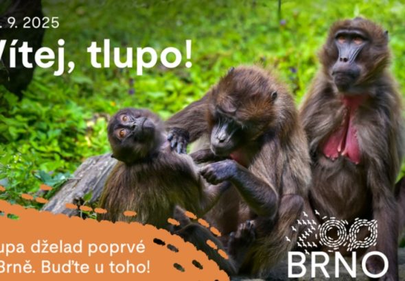Zoo Brno, Vítej, tlupo