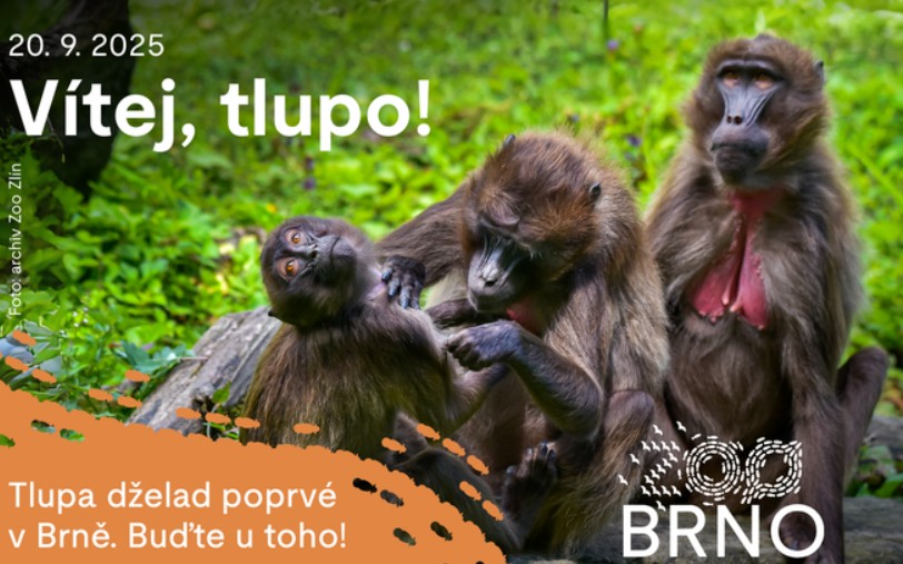 Zoo Brno, Vítej, tlupo