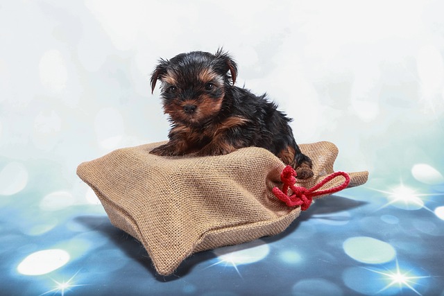 Psí abeceda lásky a oddanosti, pes, domácí mazlíček,