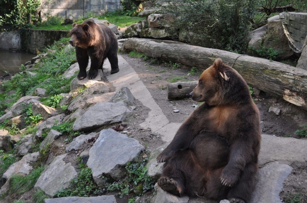 Zoo, Zoo Děčín, adoptivní rodiče,