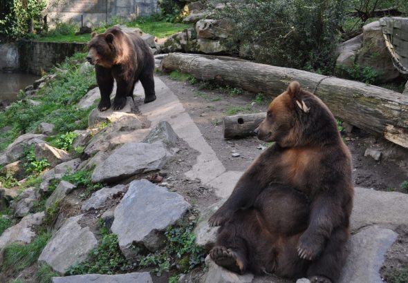 Zoo, Zoo Děčín, adoptivní rodiče,