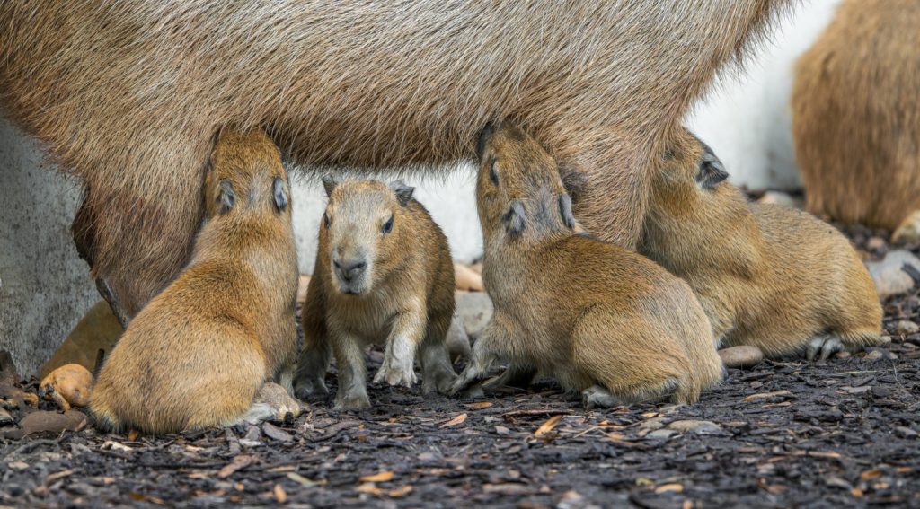Čtyřčata kapybar, kapybary, Zoo Praha