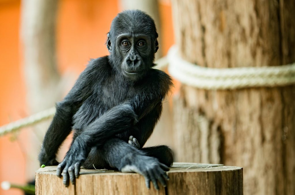 Zoo Praha, Výroční slavnost Zoo Praha 2025 ,