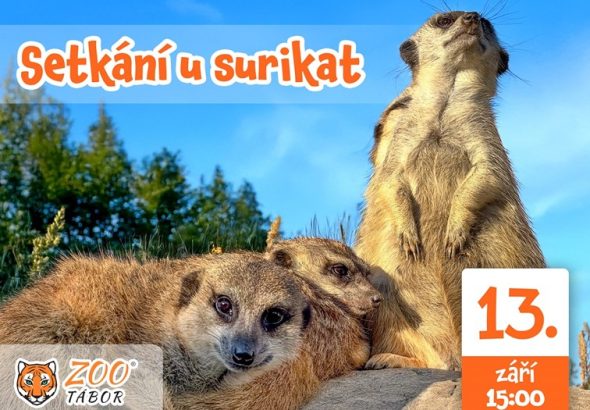 Surikaty z táborské zoo, Surikata, Zoo, Tábor, jižní Čechy, mláďata