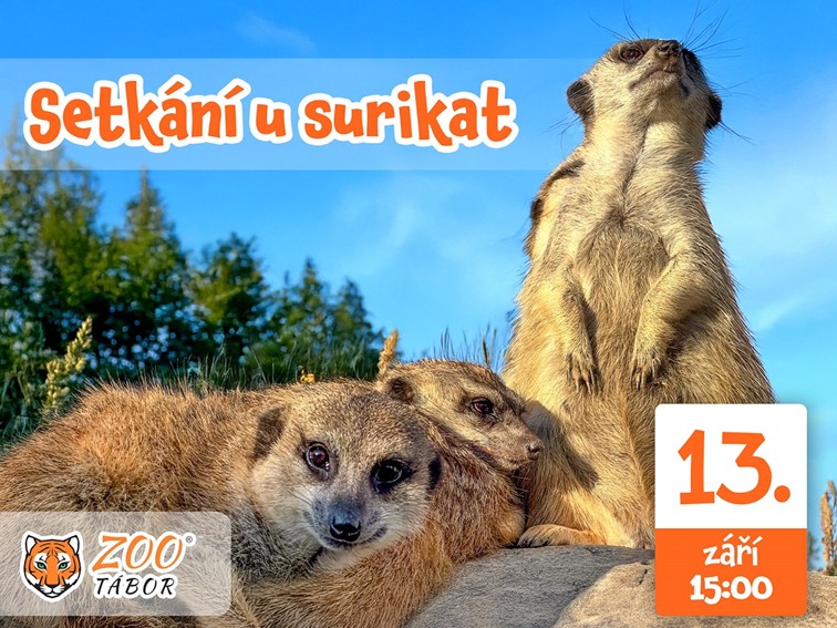 Surikaty z táborské zoo, Surikata, Zoo, Tábor, jižní Čechy, mláďata
