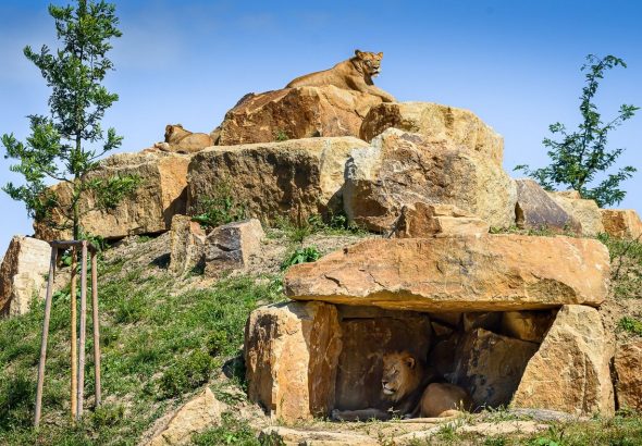 Zoo Zlín, záchranné a chovné centrum lvů