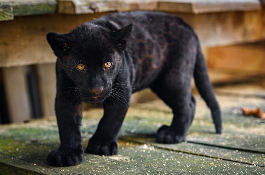 Zoo Zlín, návštěvnost, historické tabulky,