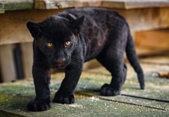 Zoo Zlín, návštěvnost, historické tabulky,