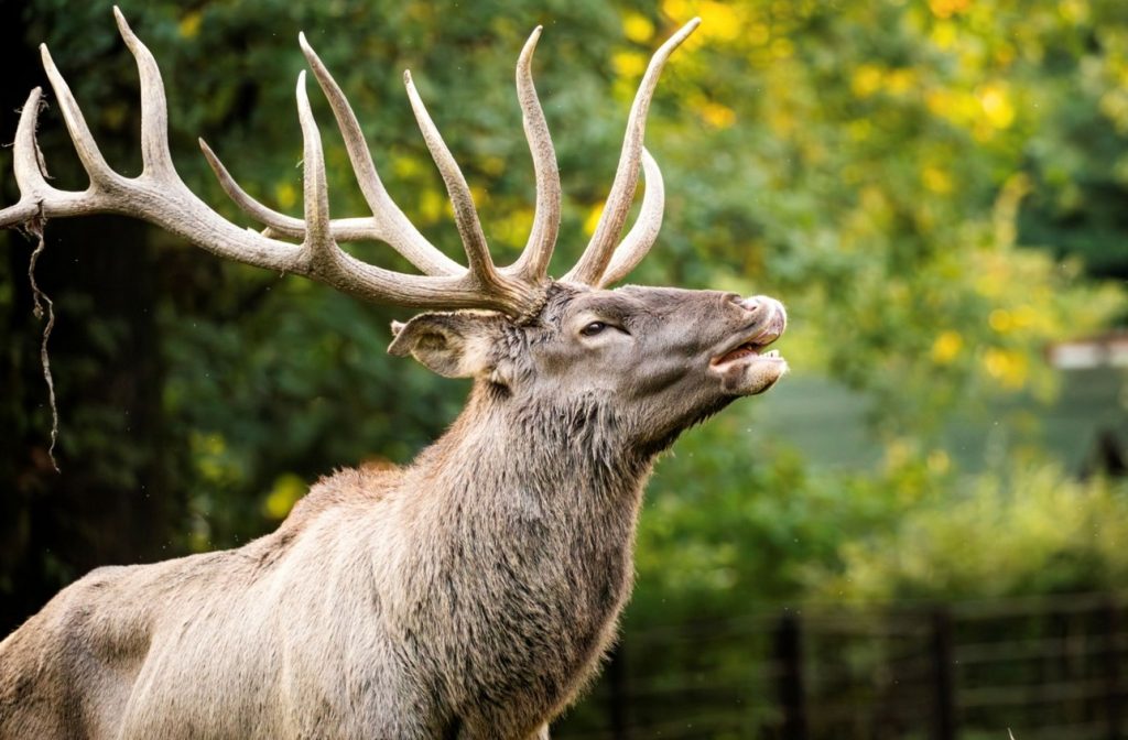 Zoo Ostrava, výlet, cestování, jelen, troubení jelenů,