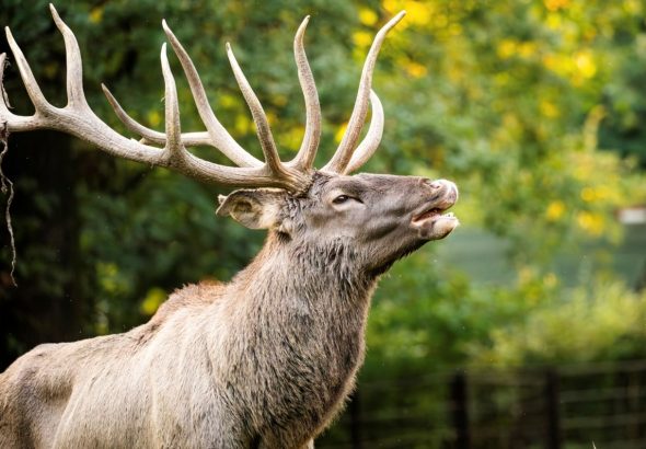 Zoo Ostrava, výlet, cestování, jelen, troubení jelenů,