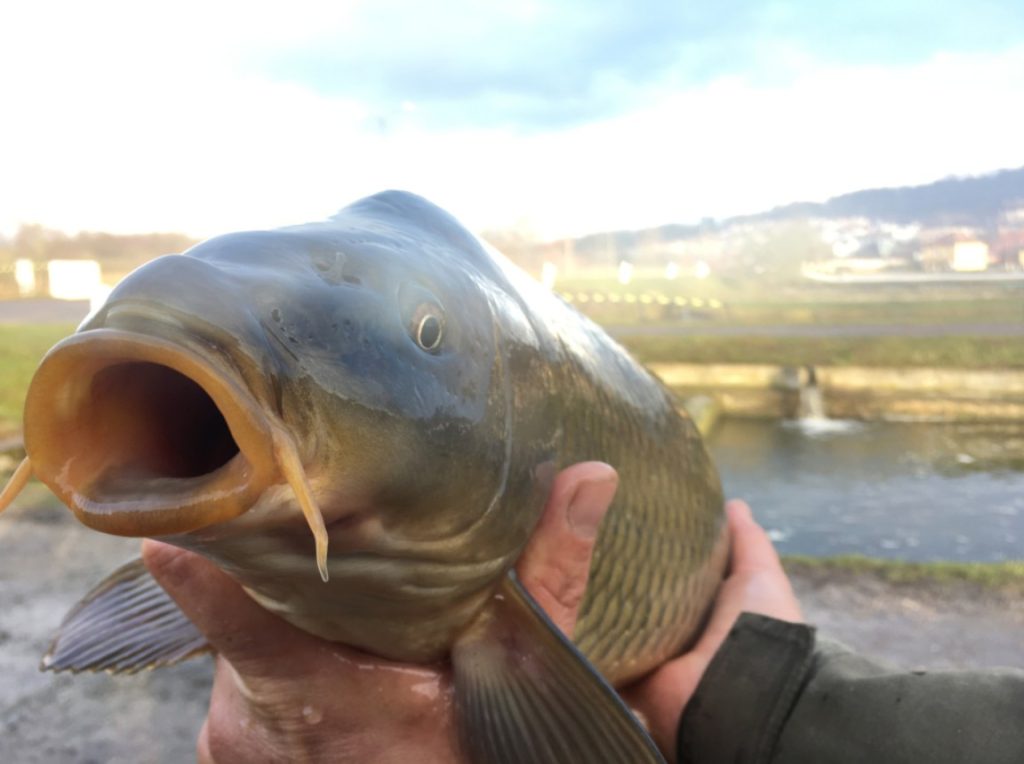 Začíná období podzimních výlovů, Rybářství Hluboká Budějovicích, Jižní Čechy, ryby, rybářství
