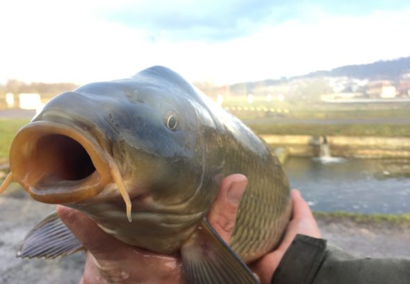 Začíná období podzimních výlovů, Rybářství Hluboká Budějovicích, Jižní Čechy, ryby, rybářství