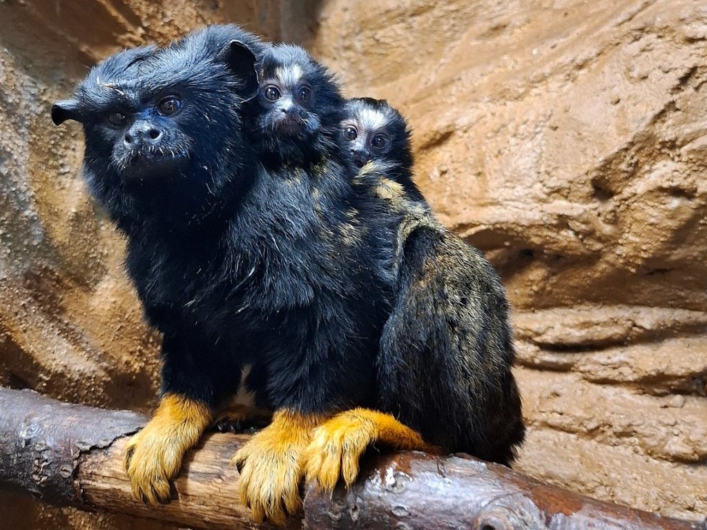Zoo Děčín, Tamarín