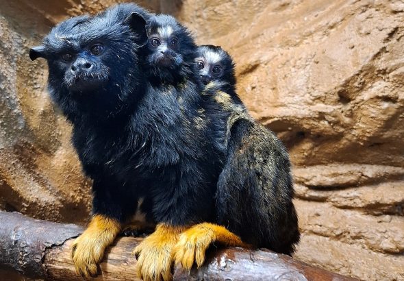 Zoo Děčín, Tamarín