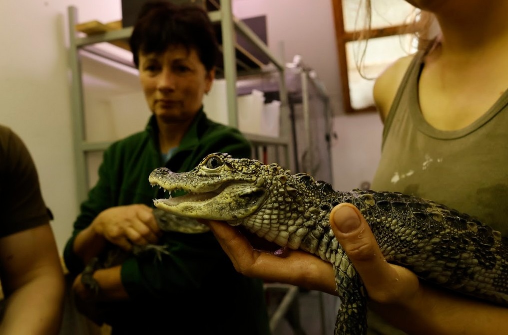 Zoo Jihlava, aligátor,