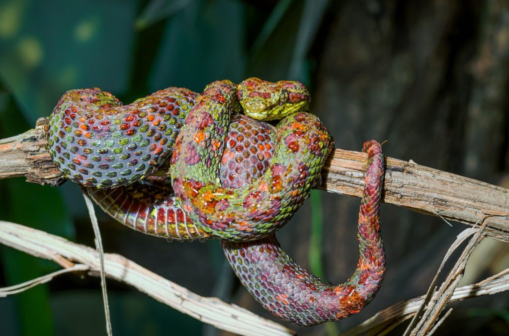 Zoo Praha, Mláďata jedovatých křovinářů
