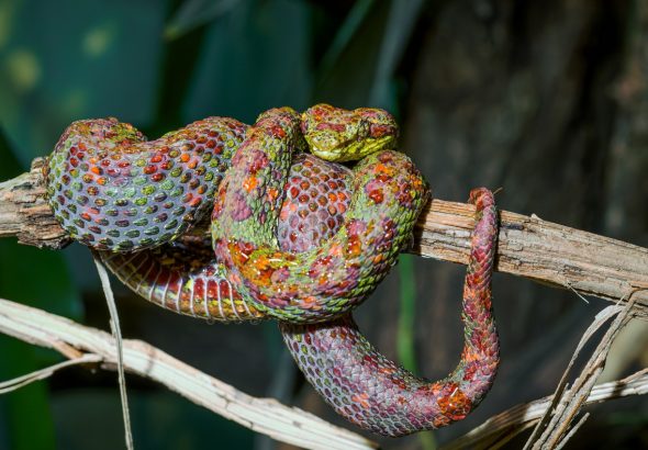 Zoo Praha, Mláďata jedovatých křovinářů