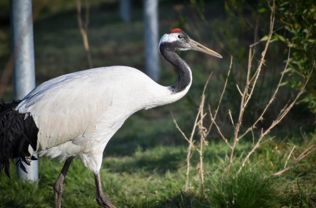 zoo, Tábor, Zoo Tábor,
