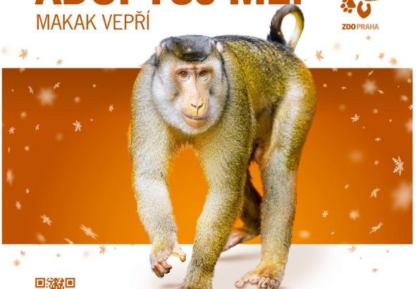 Adoptuj mě, zvířecí syrotci, Zoo Praha