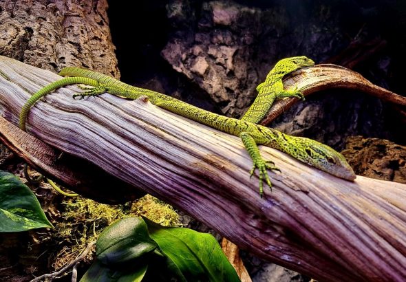 Zoo Liberec , varan, Varan Reisingerův