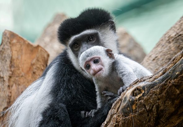Zoo Praha, Mládě guerézy