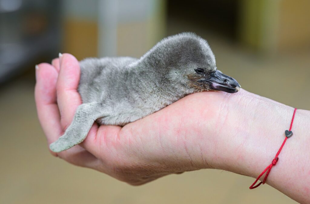 Mládě tučňáka Humboldtova, Zoo Praha