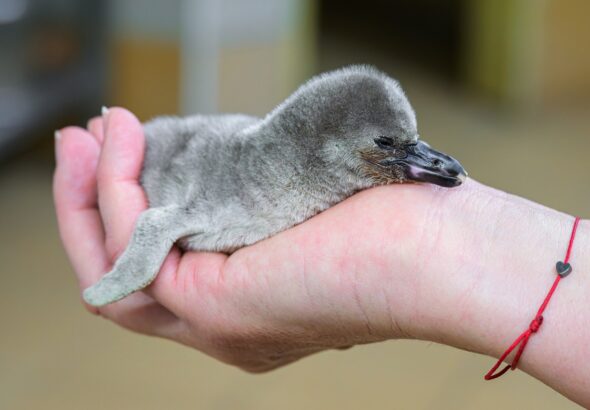 Mládě tučňáka Humboldtova, Zoo Praha