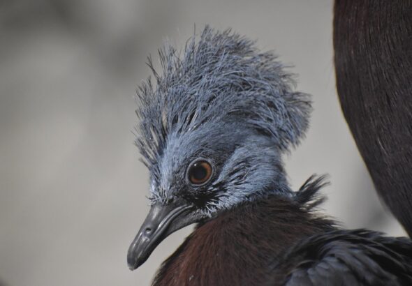Zoo Brno, odchov korunáče Sclaterova