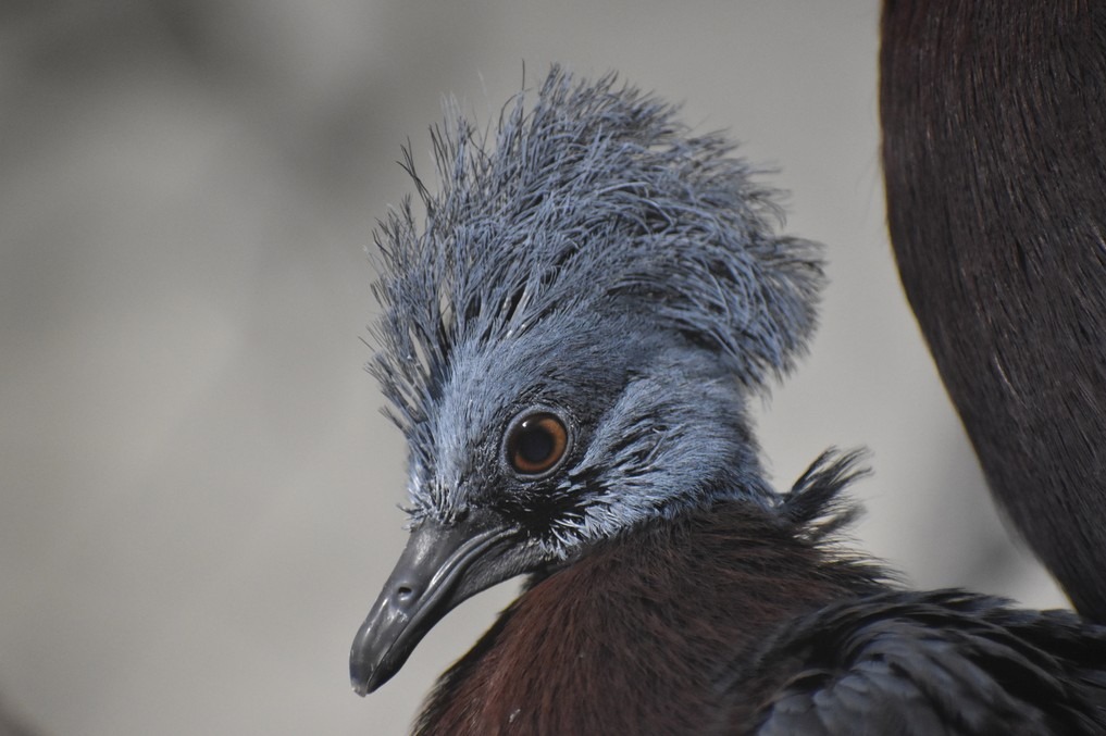 Zoo Brno, odchov korunáče Sclaterova