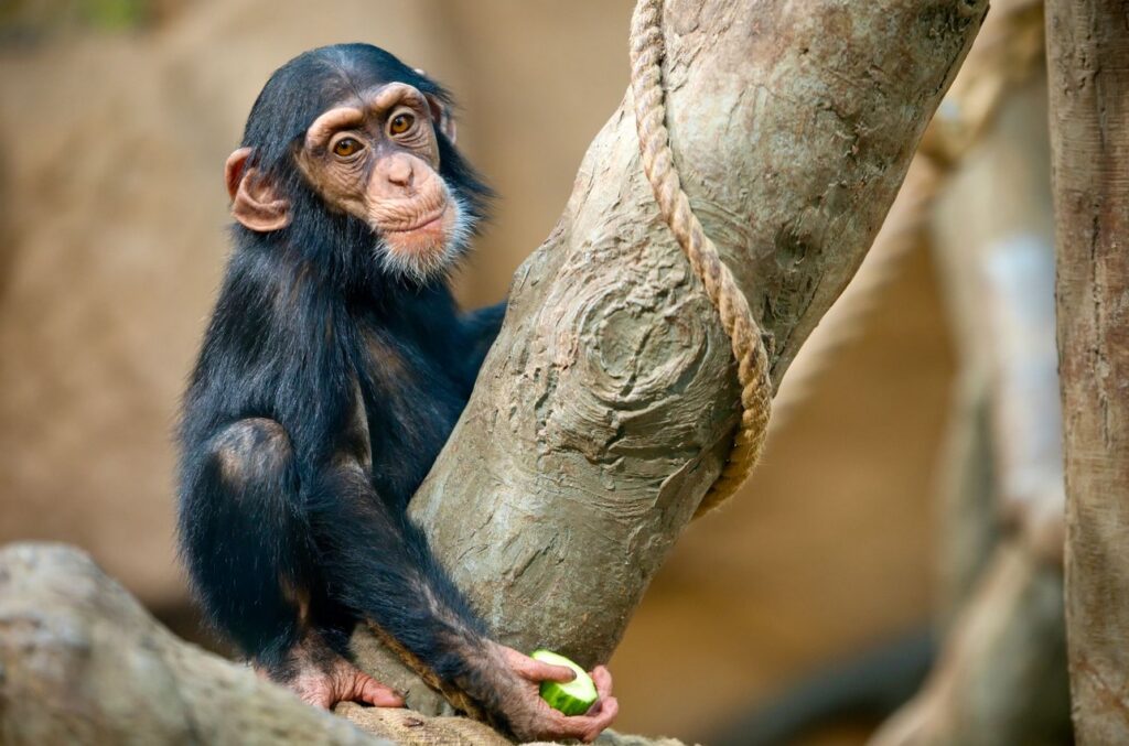 Zoo Ostrava, Advent v zoo , Vánoce