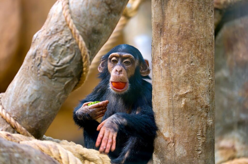 Zoo Ostrava, šimpanz