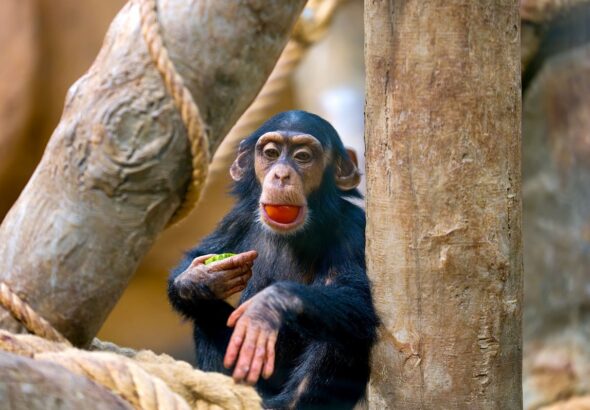 Zoo Ostrava, šimpanz