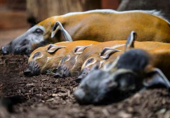 Vánoční sleva , Zoo Praha