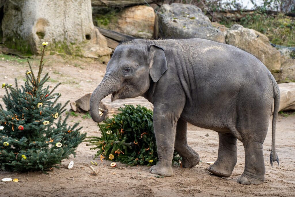 Zoo Praha , Nadílka,